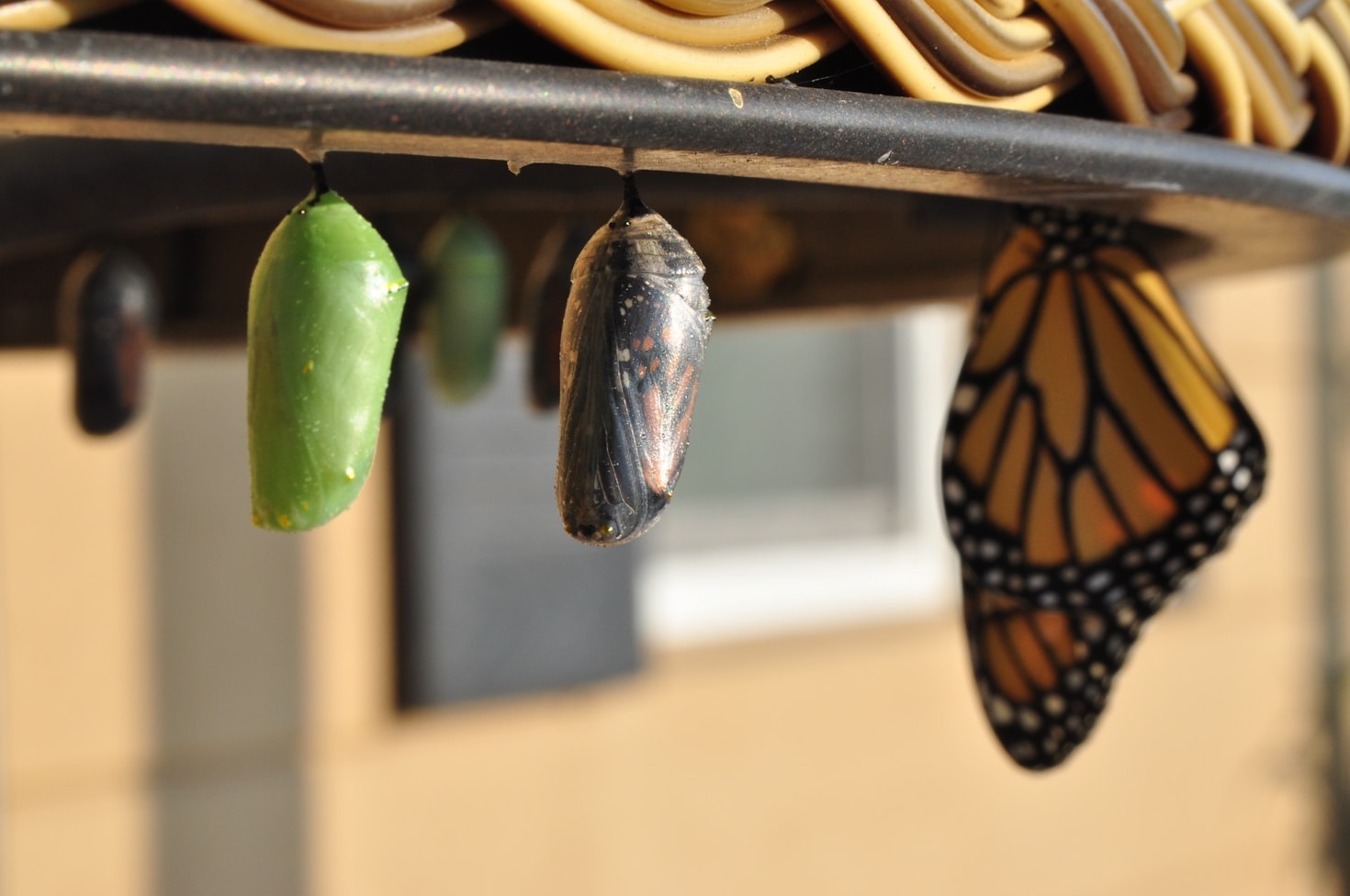 Finding Strength in Family Stories